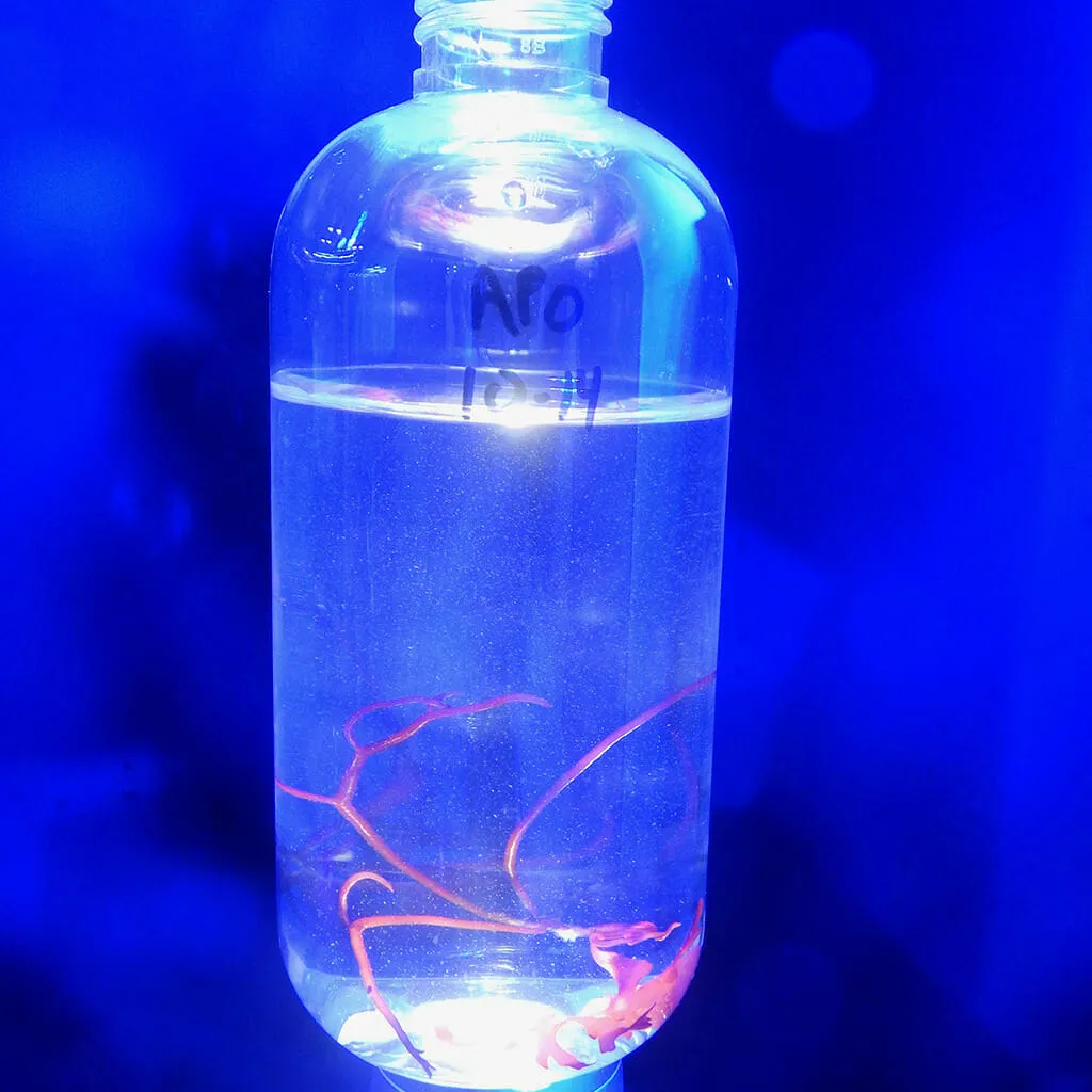 Live Apocyclops Copepods (Apocyclops panamensi) - Reef Genetics