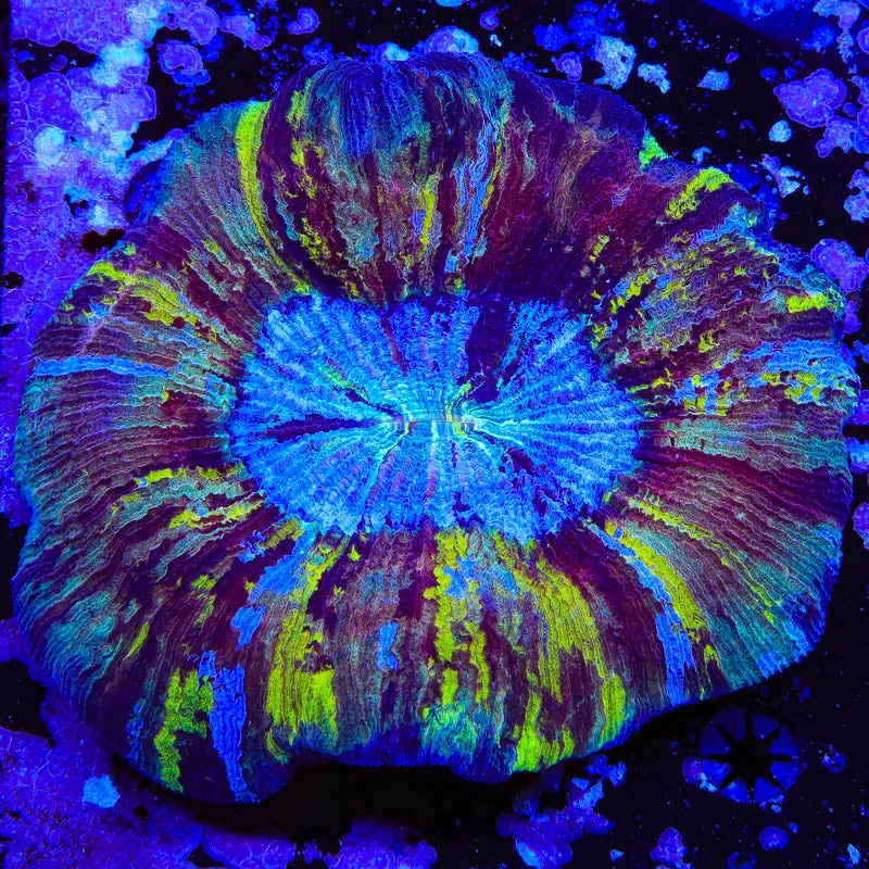 Rainbow Trachyphyllia Coral