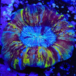 Rainbow Trachyphyllia Coral