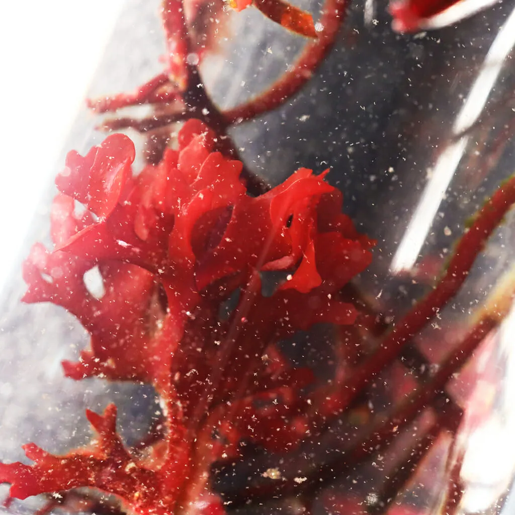 Reef Genetics Live (Tigriopus californicus) Tigriopus Copepods - BYR