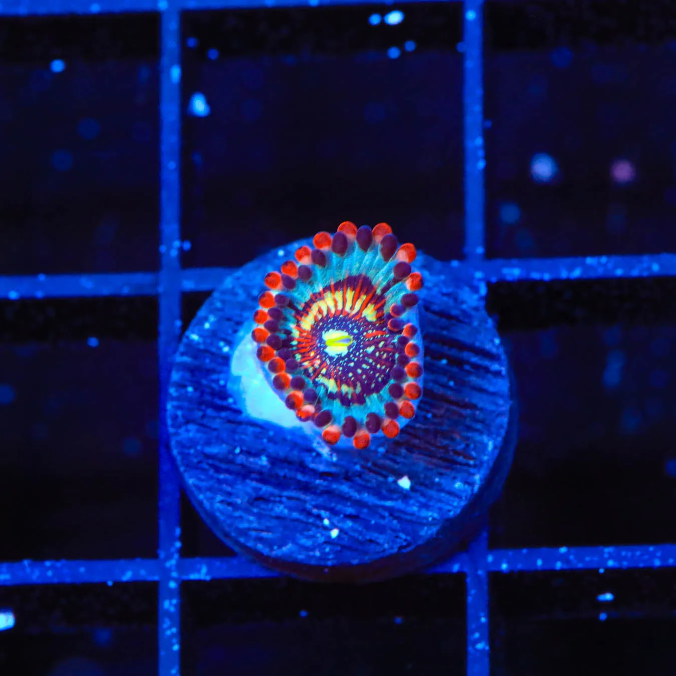Seduction Zoanthid Coral