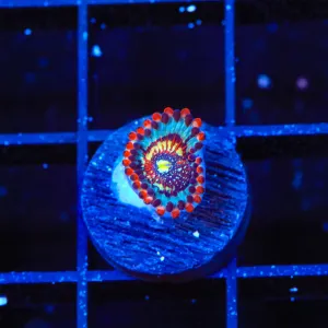 Seduction Zoanthid Coral
