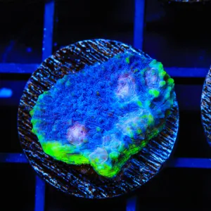 TSA Blues Clues Chalice Coral