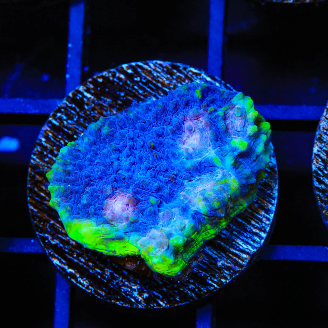 TSA Blues Clues Chalice Coral