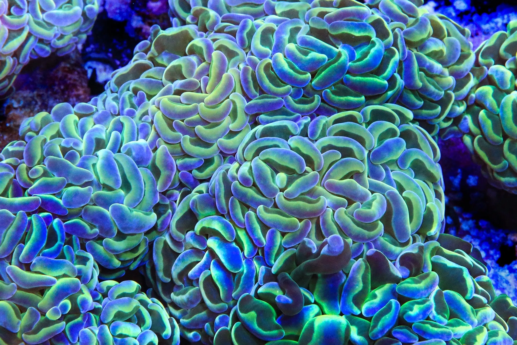 TSA Hologram Hammer Coral