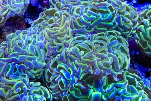 TSA Hologram Hammer Coral